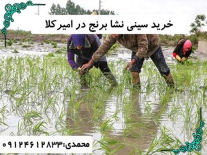 خرید سینی نشا برنج در امیرکلا