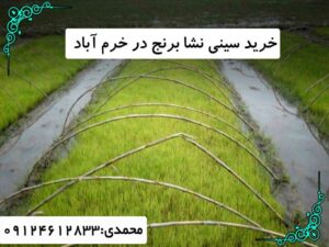 خرید سینی نشا برنج در خرم آباد