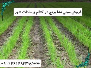 خرید سینی نشا برنج کتالم-سادات شهر