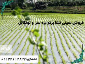 فروش سینی نشا برنج بره سر | فروش سینی نشا برنج توتکابن
