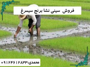 فروش سینی نشا برنج سیمرغ