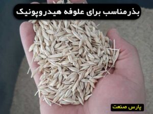 بذرمناسب برای علوفه هیدروپونیک