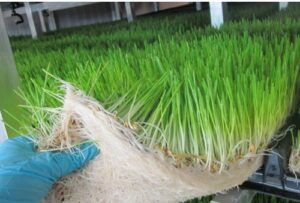 بذر مناسب علوفه