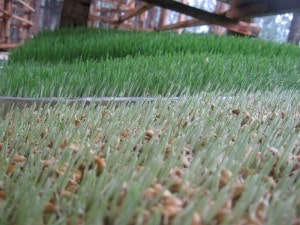 بذر مناسب برای علوفه