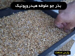 بذر جو علوفه هیدروپونیک