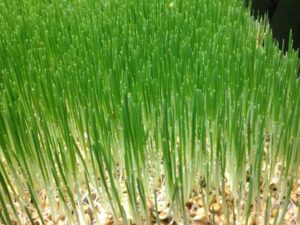 علوفه هیدروپونیک در کرمان