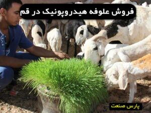 کشت علوفه هیدروپونیک در قم
