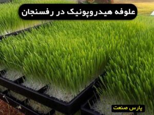 علوفه هیدروپونیک در رفسنجان