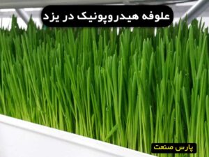 علوفه هیدروپونیک در یزد