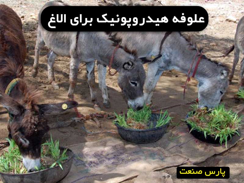 علوفه هیدروپونیک برای الاغ در ایران