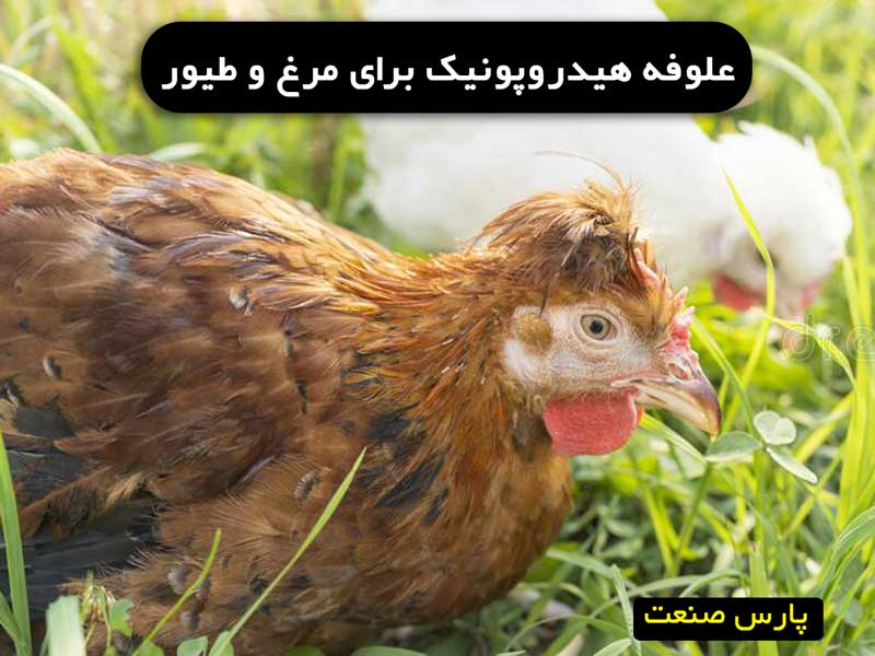 علوفه هیدروپونیک برای مرغ