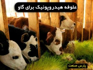 علوفه هیدروپونیک برای گاو