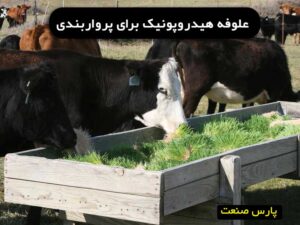 علوفه هیدروپونیک برای پرواربندی