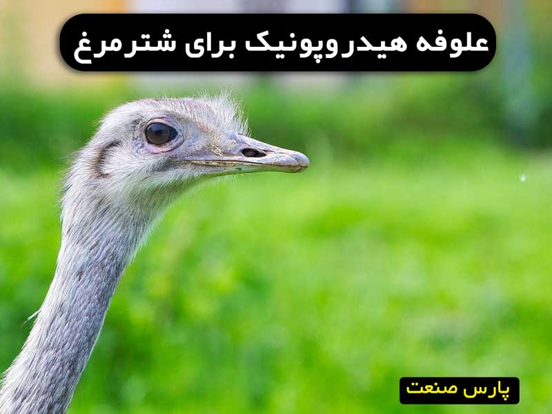 مشاوره علوفه هیدروپونیک برای شترمرغ