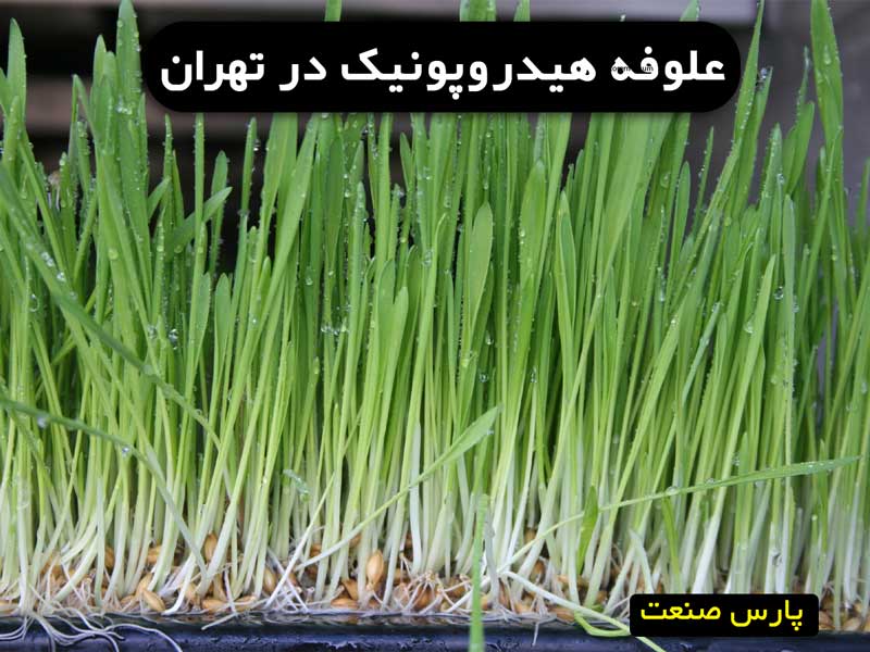 مشاوره علوفه هیدروپونیک در تهران