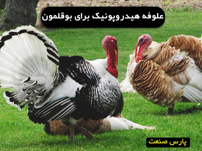 علوفه هیدروپونیک برای بوقلمون