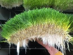 علوفه هیدروپونیک