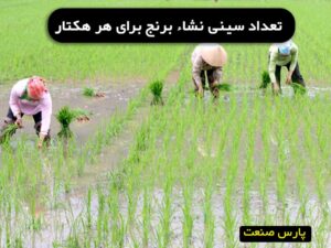 تعداد سینی نشا برنج برای هر هکتار