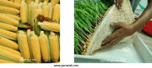 علوفه هیدروپونیک ذرت چیست