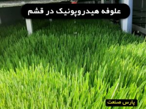 علوفه هیدروپونیک در قشم