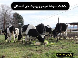 کشت علوفه هیدروپونیک در گلستان