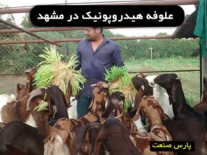 علوفه هیدروپونیک در مشهد