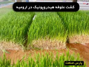 علوفه هیدروپونیک