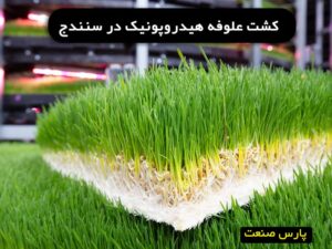 علوفه هیدروپونیک در سنندج