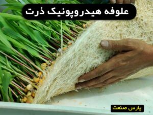 علوفه هیدروپونیک ذرت