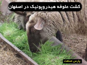 علوفه هیدروپونیک در اصفهان