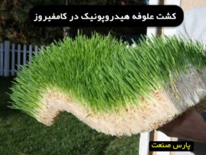 علوفه هیدروپونیک در کامفیروز