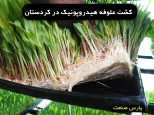 کشت علوفه هیدروپونیک در کردستان