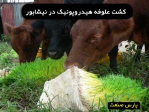 علوفه هیدروپونیک در نیشابور