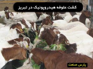 علوفه هیدروپونیک در تبریز