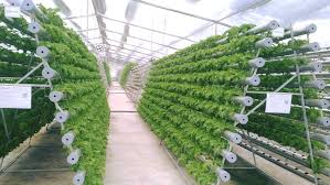 طبقات گلخانه هیدروپونیک
