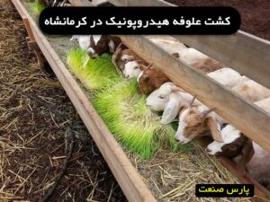 کشت علوفه هیدروپونیک در کرمانشاه