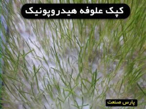 کپک علوفه هیدروپونیک