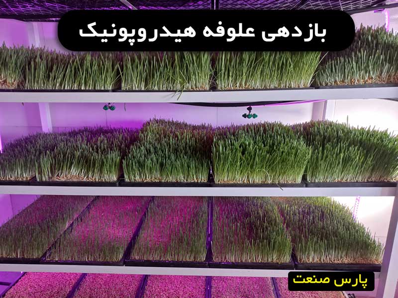 بازدهی علوفه هیدروپونیک