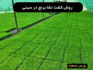 روش کشت نشا برنج در سینی