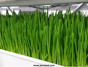 علوفه هیدروپونیک