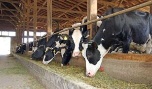 مه پاش گاوداری