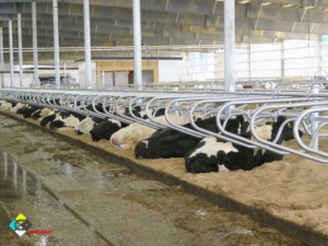 ویژگی فری استال