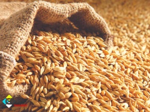 خوراک جو برای دام