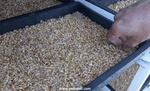 علوفه هیدروپونیک جو