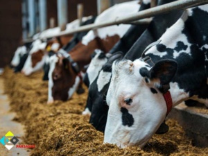 جو برای دام