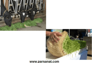 علوفه هیدروپونیک چیست؟