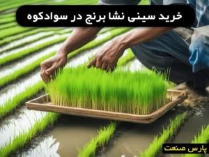 خرید سینی نشا برنج در سوادکوه