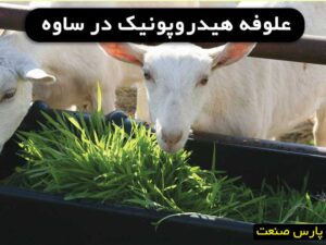 علوفه هیدروپونیک در ساوه