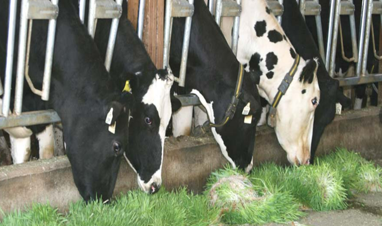 علوفه هیدروپونیک و مزایا