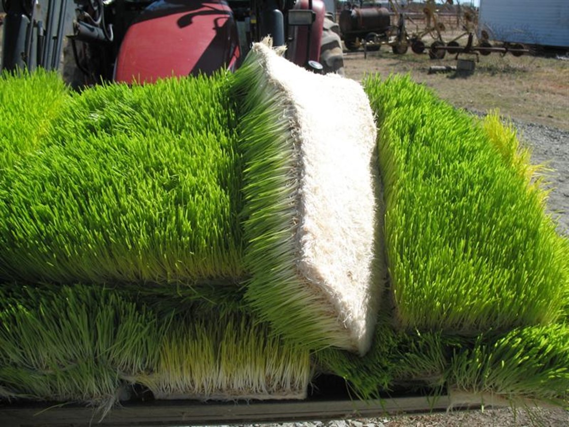 مزایای علوفه هیدروپونیک